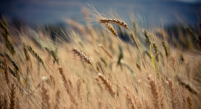 harvest